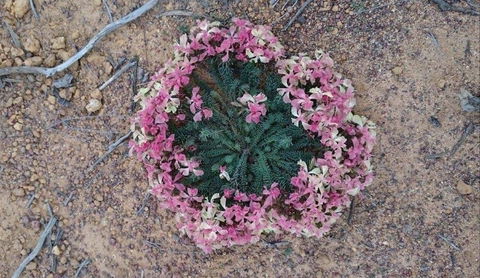 Coorow Wildflower Drive - SA Accommodation 1