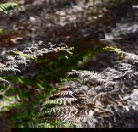 Langwarrin Flora and Fauna Reserve Walking Trails - SA Accommodation