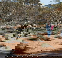 Mallee Stop walking track - SA Accommodation