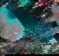 Middle Reef Dive Site - SA Accommodation