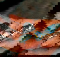 Opalton - SA Accommodation