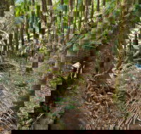 Palm Forest Walking Track - SA Accommodation