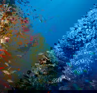 SS Yongala Dive Site - SA Accommodation