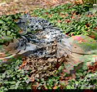 Antony Symons - Retrospective of a Life's Work - SA Accommodation