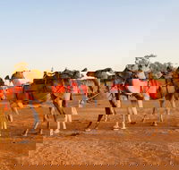 Broken Hill Camels - SA Accommodation