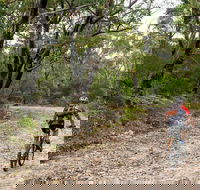 Cawleys Road trail - SA Accommodation