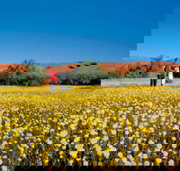 Coorow Farm Wildflower Trail - SA Accommodation