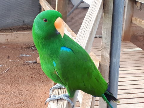 Eyre Reptile & Wildlife Park - SA Accommodation 0