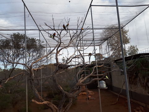 Eyre Reptile & Wildlife Park - SA Accommodation 2