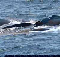 Gerringong Whale Watching Platform - SA Accommodation
