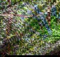 Great North walk - Palm Grove Nature Reserve - SA Accommodation