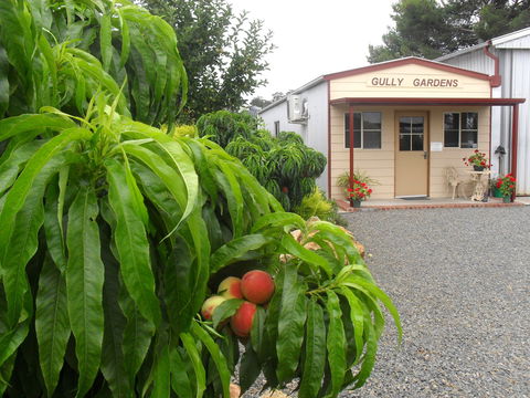 Gully Gardens - SA Accommodation 0