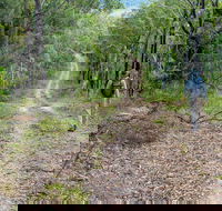 Kangaroo River Walking Track - SA Accommodation