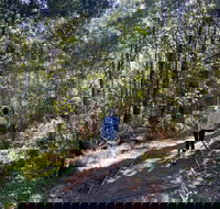 Lyrebird Circuit Walk - SA Accommodation