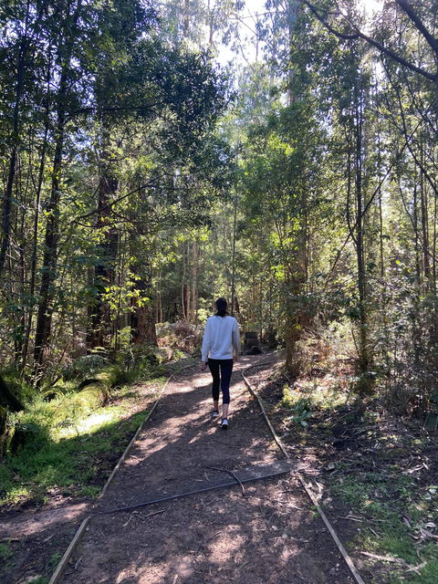 Lyrebird Circuit Walk - SA Accommodation 0