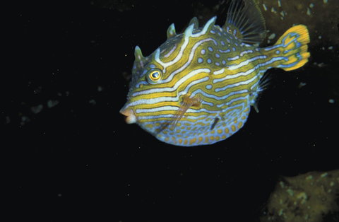 Mushroom Reef Marine Sanctuary - SA Accommodation 0