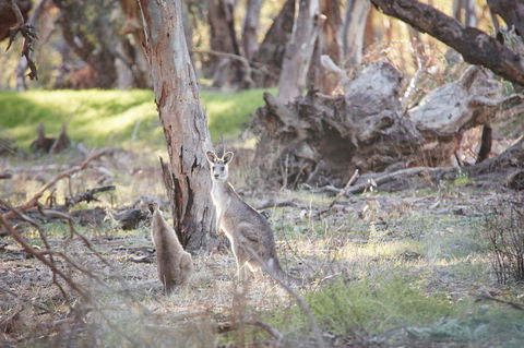 Nyah Vinifera Park - SA Accommodation 0