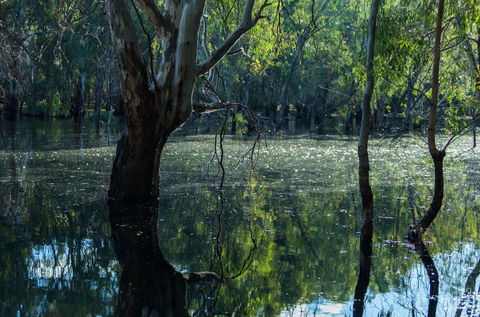 Nyah Vinifera Park - SA Accommodation 2