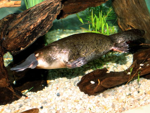 Platypus House - SA Accommodation 0