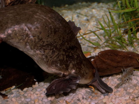 Platypus House - SA Accommodation 1