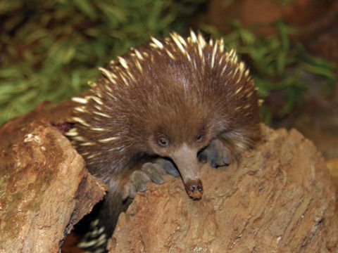 Platypus House - SA Accommodation 2