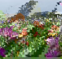 Smokin Heights Iris Display Garden - SA Accommodation