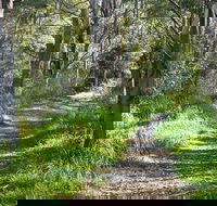 Stoodley Forest Walk and Arboretum - SA Accommodation