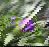 Swainsona Reserve - SA Accommodation