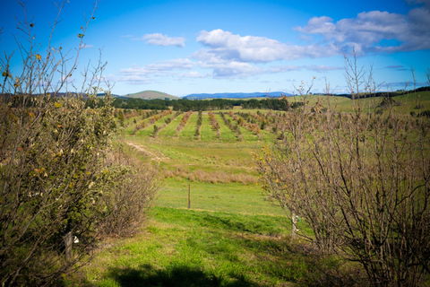 Tarago Truffles - SA Accommodation 0
