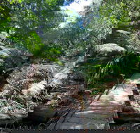 Wirrawilla Rainforest Walk - SA Accommodation