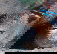 Amity Point Dive Site - SA Accommodation