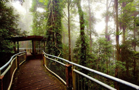 Dorrigo National Park - SA Accommodation 0