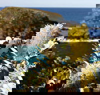 Green Island Walking Track - SA Accommodation
