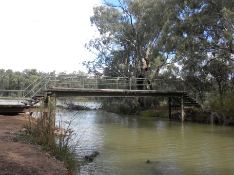 Junction Island Nature Reserve, Canoe Tree And Walking Track - SA Accommodation 0