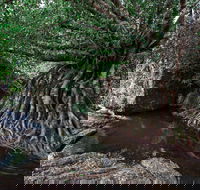 Misty Mountains Wilderness Tracks - SA Accommodation