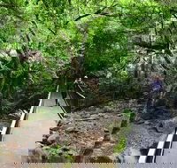 Rainforest Loop Walk Budderoo National Park - SA Accommodation