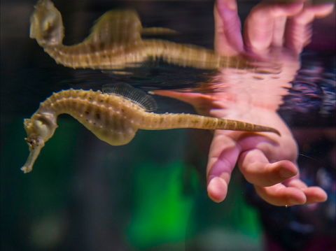 Seahorse World - SA Accommodation 0