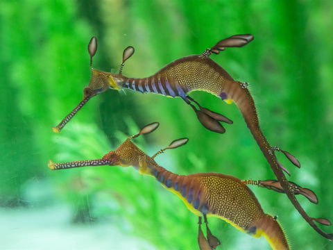 Seahorse World - SA Accommodation 1