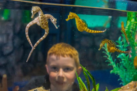 Seahorse World - SA Accommodation 2