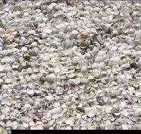 Shell Beach - SA Accommodation