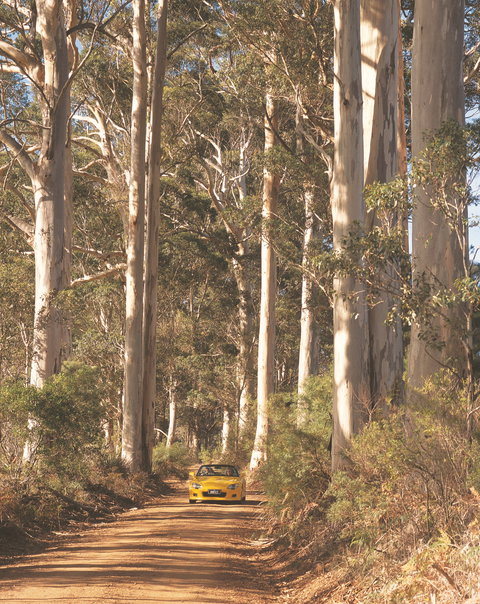 The Great Forest Trees Drive - SA Accommodation 0