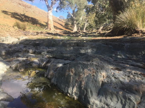Three Creeks Station -Arkaroona Creek Walk - SA Accommodation 0