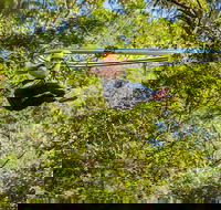 TreeTop Crazy Rider - SA Accommodation
