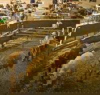 Wagga Wagga Livestock Marketing Centre - SA Accommodation
