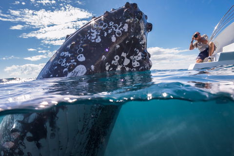 Whale Watching - SA Accommodation 0
