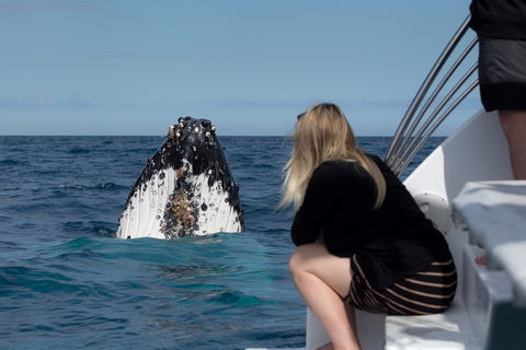 Whale Watching - SA Accommodation 1