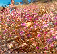 Wineries and Wildflowers - SA Accommodation