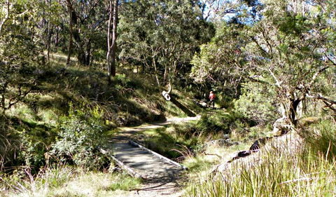 Wollomombi Walking Track - SA Accommodation 0