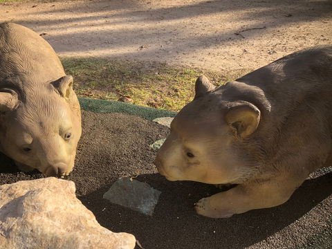 Wombat Statues, Moonta - SA Accommodation 1