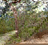 Yango Walking Track - SA Accommodation